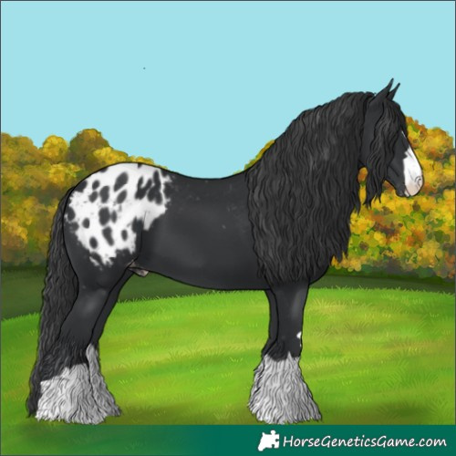 Horse Color:Black Appaloosa 