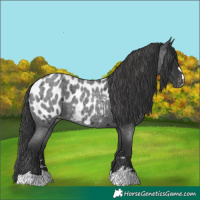 Horse Color:Blue Roan Appaloosa 