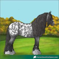 Horse Color:Blue Roan Near Leopard 