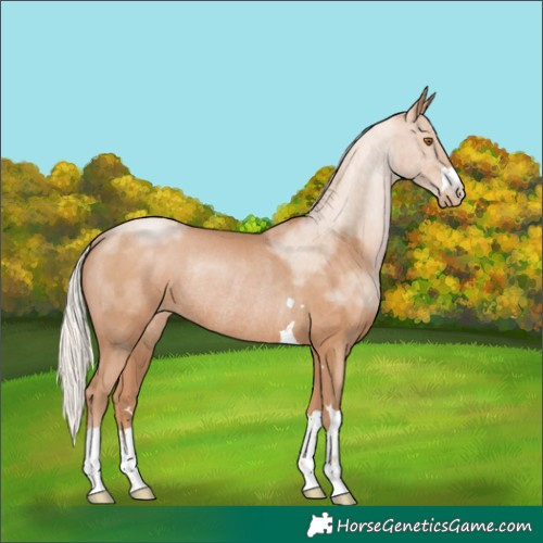 Horse Color:Silver Black Pearl Rabicano 