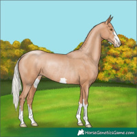 Horse Color:Silver Black Pearl Rabicano