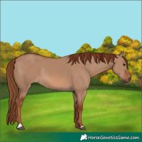 Horse Color:Red Dun Rabicano