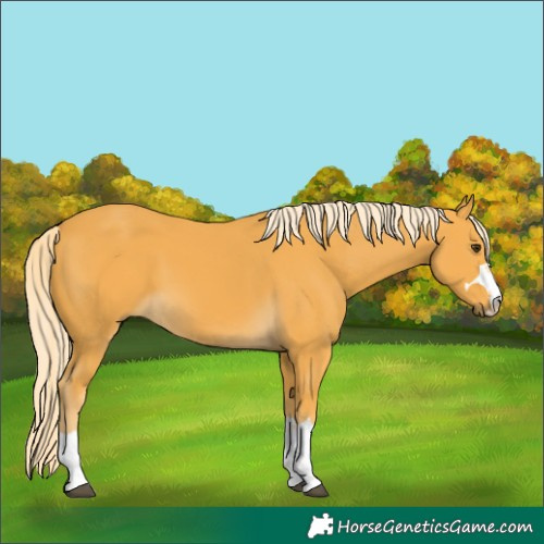Horse Color:Unknown 