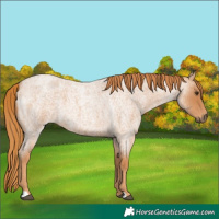 Horse Color:Red Roan