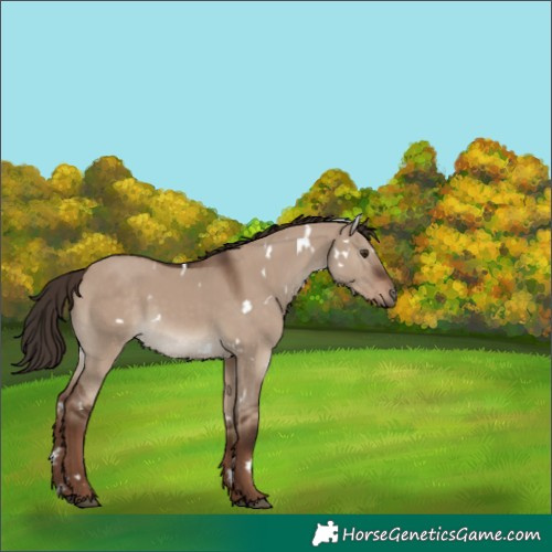 Horse Color:White Spotted Liver Red Dun 