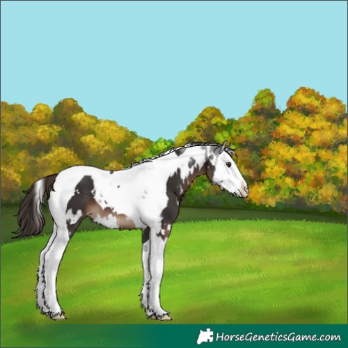 Horse Color:White Spotted Liver Chestnut Splash Tobiano 