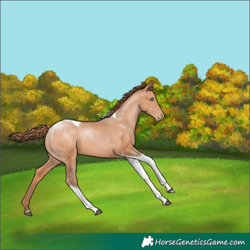 Horse Color:Bay Pearl Tobiano 