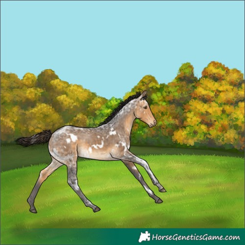 Horse Color:White Spotted Buckskin Ice 