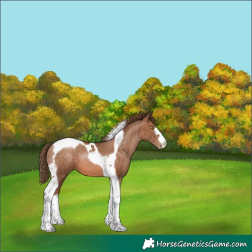 Horse Color:Brown Pearl Tobiano 