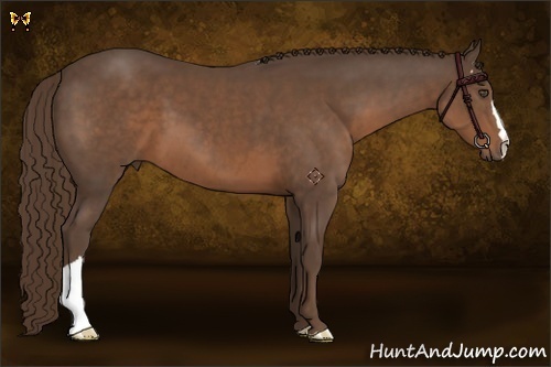 Horse Color:Liver Chestnut 
