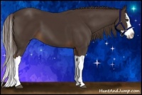 Horse Color:Liver Chestnut Splash 
