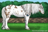 Horse Color:White Spotted Silver Buckskin Splash Frame Appaloosa 