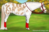 Horse Color:Gold Champagne Sabino Splash Frame Appaloosa 