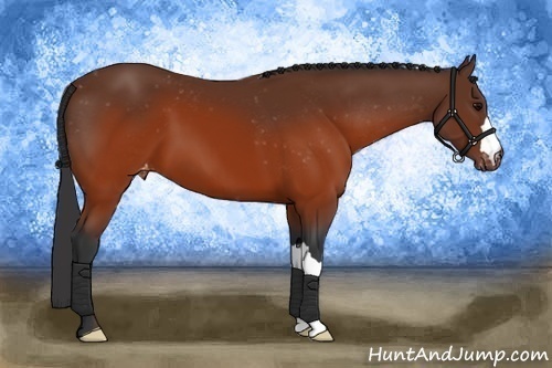 Horse Color:Brown Appaloosa 