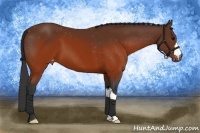 Horse Color:Brown Appaloosa