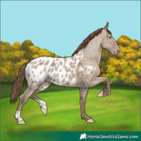 Horse Color:Classic Champagne Dun Appaloosa Brindle