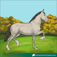 Horse Color:Classic Cream Champagne Dun 