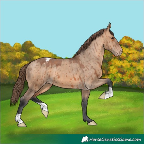 Horse Color:Bay Dun Appaloosa Brindle