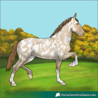 Horse Color:Classic Cream Champagne Roan Dun Appaloosa
