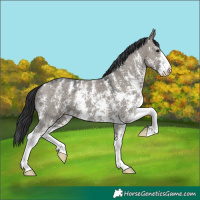 Horse Color:Grullo Sabino 