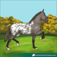 Horse Color:Smoky Grullo Appaloosa