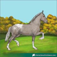 Horse Color:Silver Grullo Appaloosa 