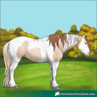 Horse Color:Bay Pearl Dun Splash Tobiano Rabicano 