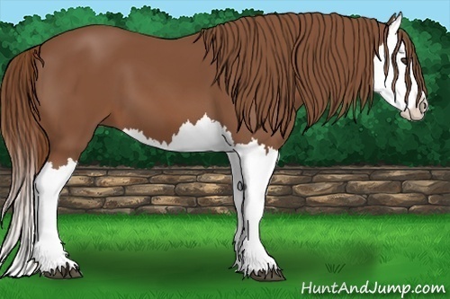 Horse Color:Chestnut Splash 