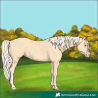Horse Color:Gold Cream Champagne 
