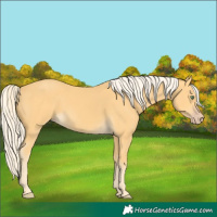 Horse Color:Gold Cream Champagne 