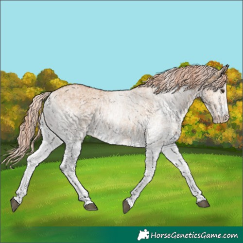 Horse Color:White Spotted Red Dun 