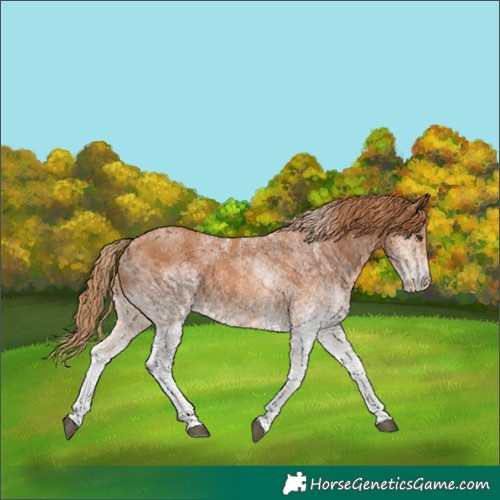 Horse Color:White Spotted Chestnut