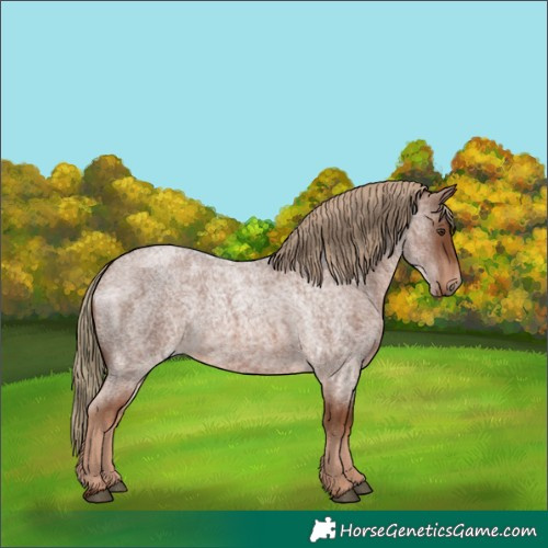 Horse Color:Red Roan