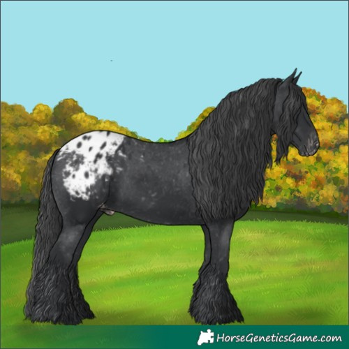 Horse Color:Black Appaloosa