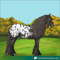 Horse Color:Smoky Black Appaloosa 