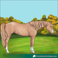 Horse Color:Gold Champagne 