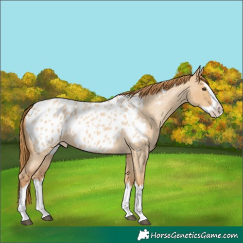 Horse Color:Red Dun Roan Splash Appaloosa 
