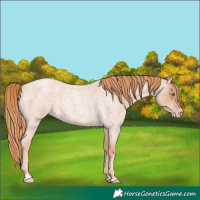 Horse Color:Gold Champagne Roan 