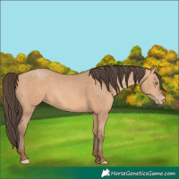 Horse Color:Amber Champagne 