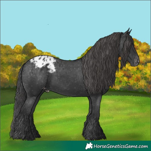 Horse Color:Black Appaloosa 