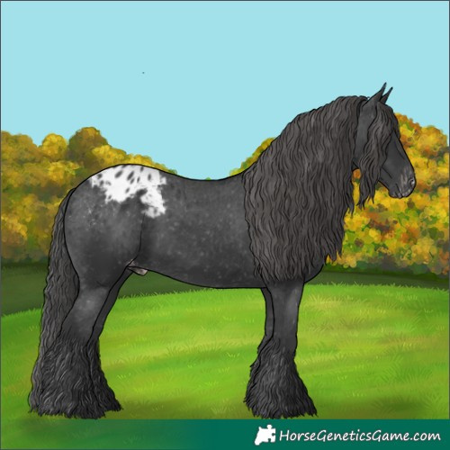 Horse Color:Black Blanket 