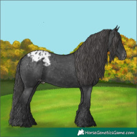 Horse Color:Black Blanket 