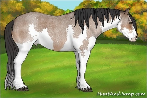 Horse Color:Bay Roan Splash 