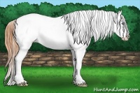 Horse Color:Bay Splash Appaloosa 