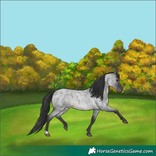 Horse Color:Blue Roan 