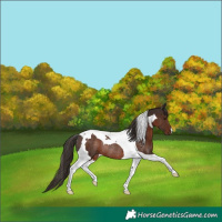 Horse Color:Liver Chestnut Tobiano Rabicano 