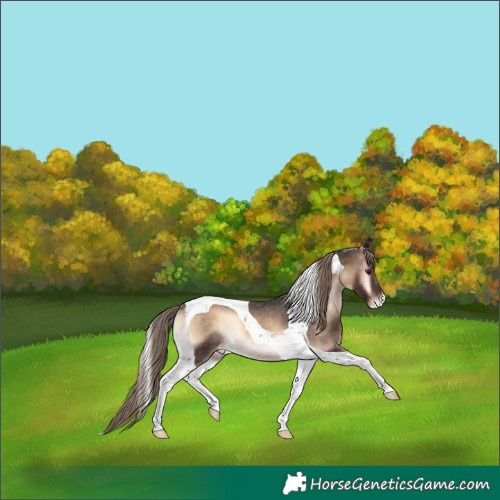 Horse Color:Liver Red Onyx Tobiano Appaloosa Rabicano