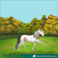Horse Color:Bay Dun Splash Tobiano Rabicano 