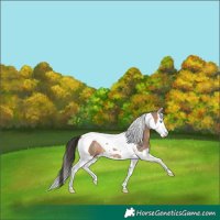 Horse Color:Bay Dun Splash Tobiano Rabicano 