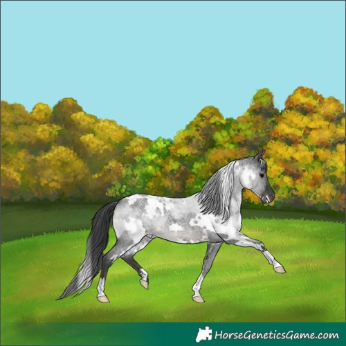 Horse Color:White Spotted Blue Roan 